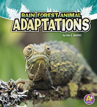 Rain Forest Animal Adaptations - undefined