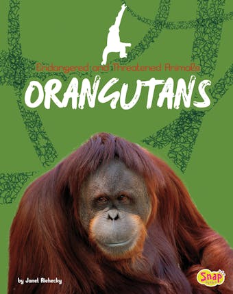 Orangutans - undefined