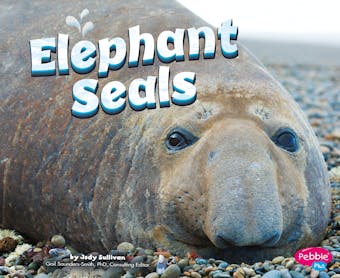 Elephant Seals - Megan Peterson
