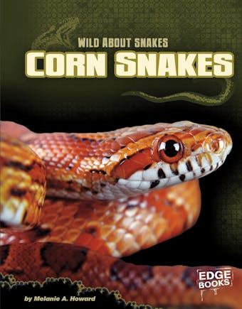 Corn Snakes - undefined