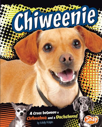 Chiweenie: A Cross Between a Chihuahua and a Dachshund - undefined