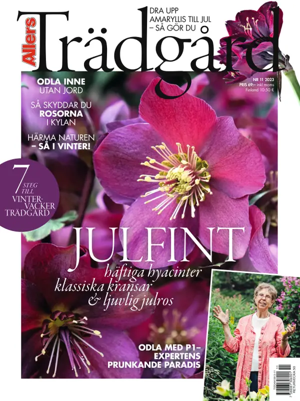 Allers Trädgård 11
