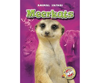 Meerkats - undefined