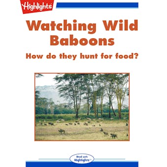 Watching Wild Baboons: How do they hunt for food?