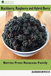 Blackberry, Raspberry and Hybrid Berry : Berries from Rosaceae Family