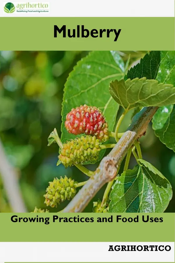 Mulberry : Growing Practices and Food Uses