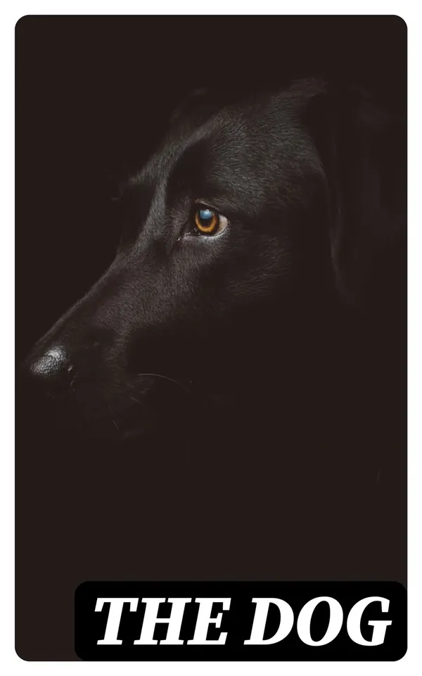 The Dog