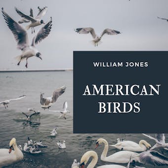 American Birds - Jason Hill