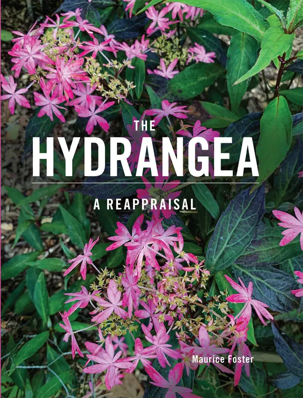 The Hydrangea : A Reappraisal