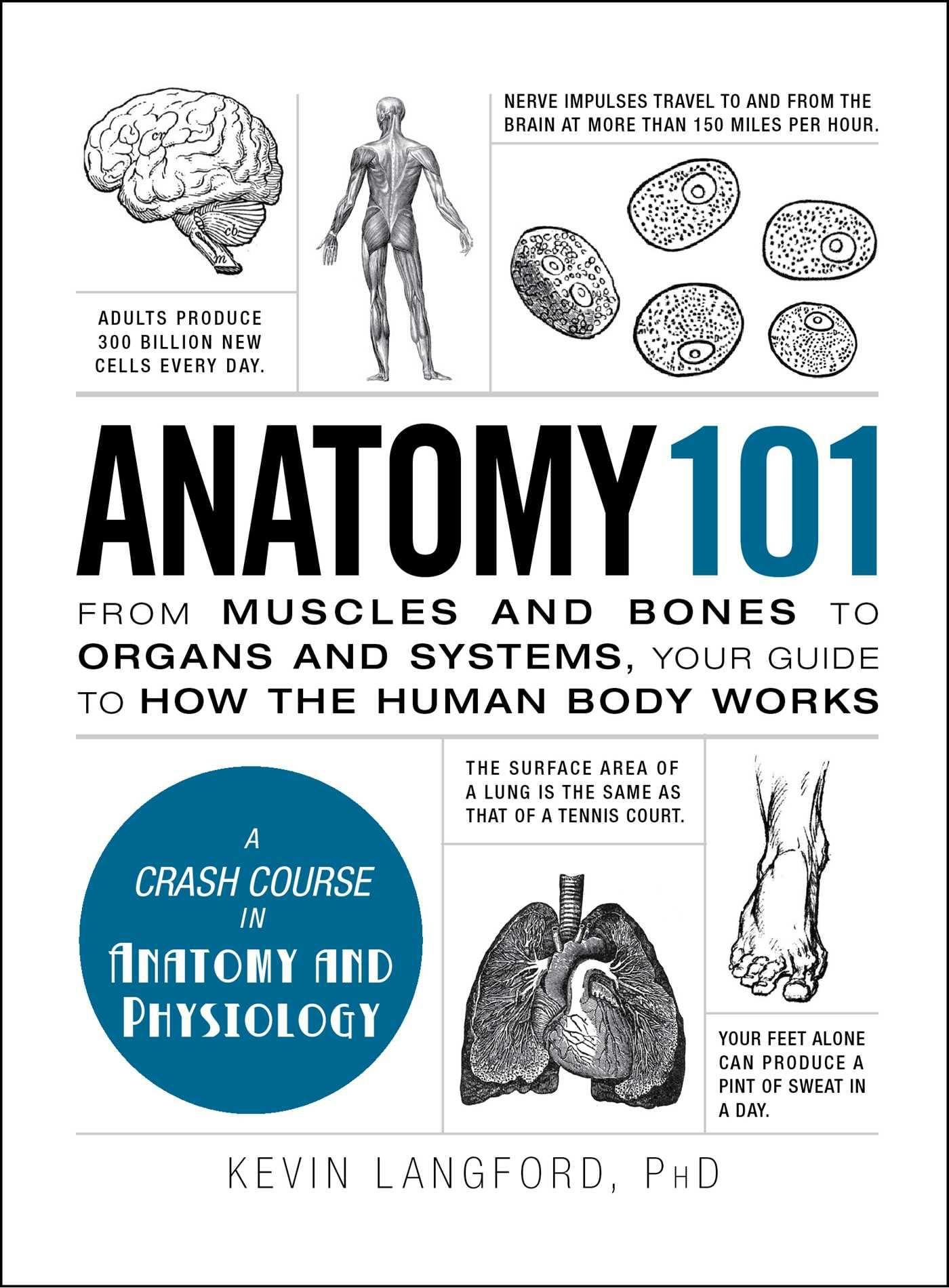 Anatomy 101: From Muscles And Bones To Organs And Systems, Your Guide ...