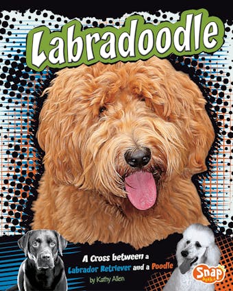 Labradoodle: A Cross Between a Labrador Retriever and a Poodle - undefined