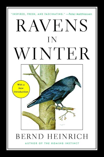 Ravens in Winter - undefined