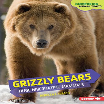 Grizzly Bears: Huge Hibernating Mammals - undefined