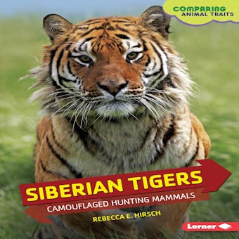 Siberian Tigers: Camouflaged Hunting Mammals - undefined