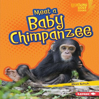 Meet a Baby Chimpanzee - undefined