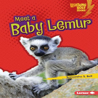 Meet a Baby Lemur - undefined