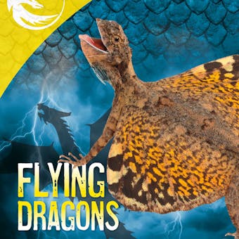 Flying Dragons - undefined