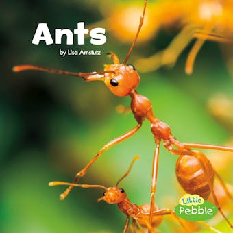 Ants - undefined