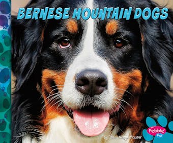 Bernese Mountain Dogs - undefined
