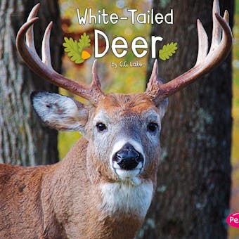White-Tailed Deer - undefined