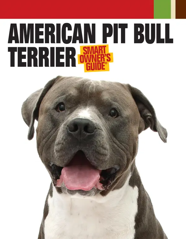 American Pit Bull Terrier