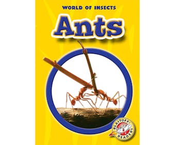 Ants - undefined