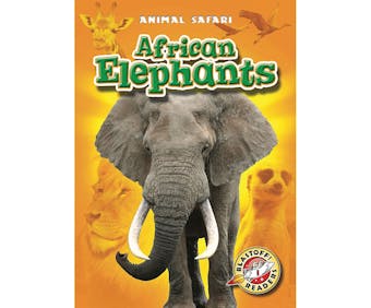 African Elephants - undefined