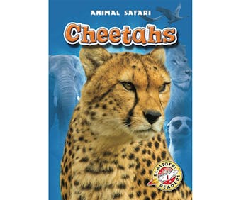 Cheetahs - undefined