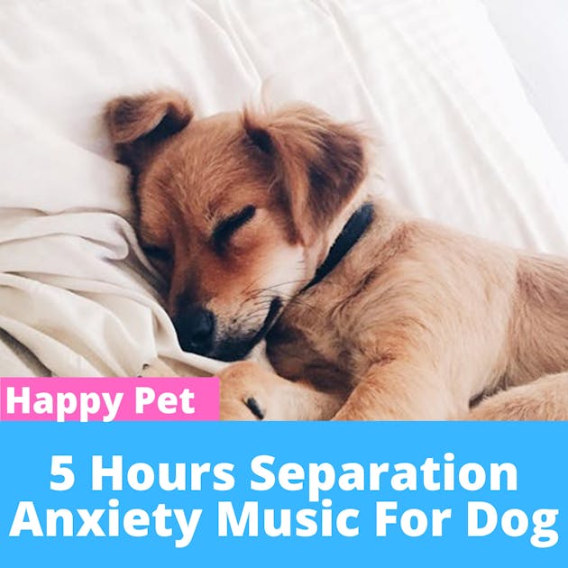 Anti anxiety hot sale dog music