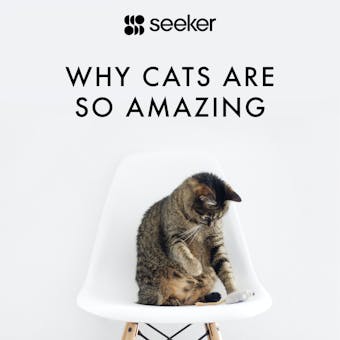 Why Cats Are So Amazing - undefined