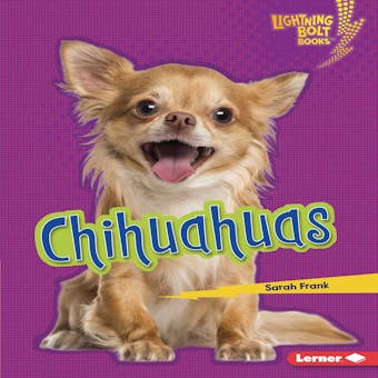Chihuahuas - Sarah Frank