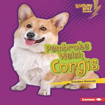 Pembroke Welsh Corgis - Candice Ransom