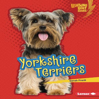 Yorkshire Terriers - Sarah Frank