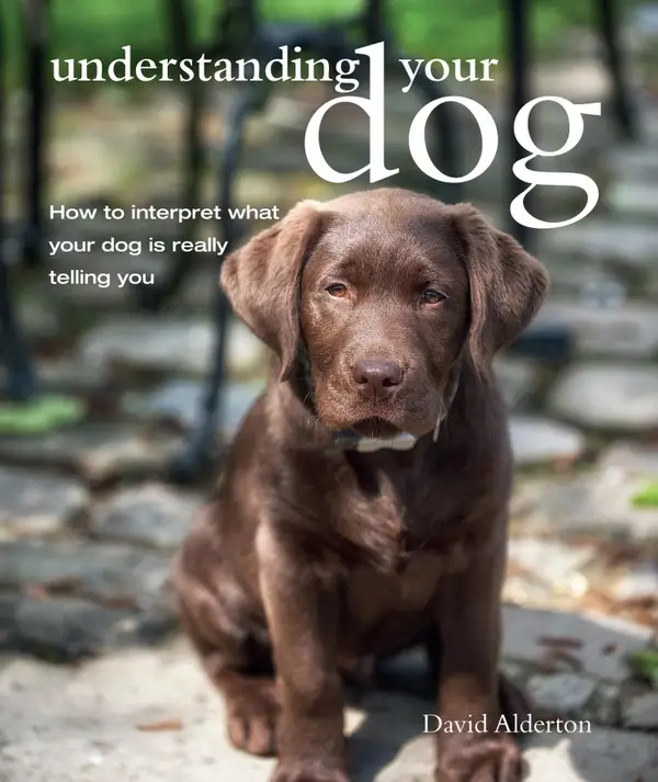 Understanding Your Dog : How to interpret what your dog is really telling you