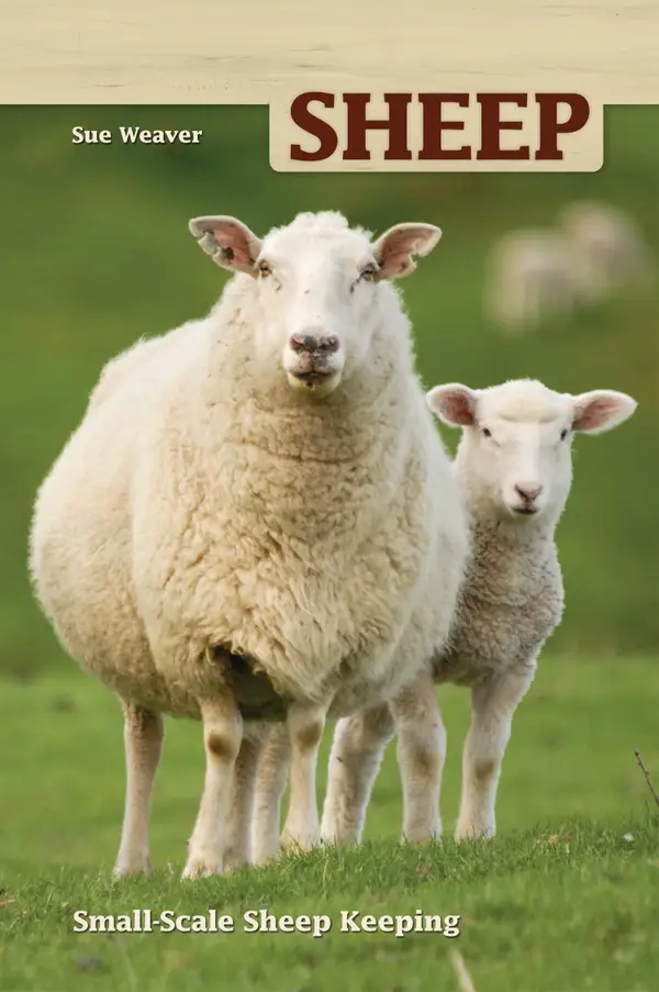Sheep : Small Scale Sheep Keeping