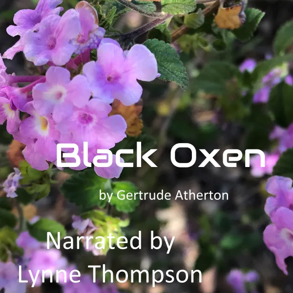 Black Oxen : 