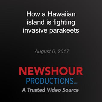 How a Hawaiian island is fighting invasive parakeets