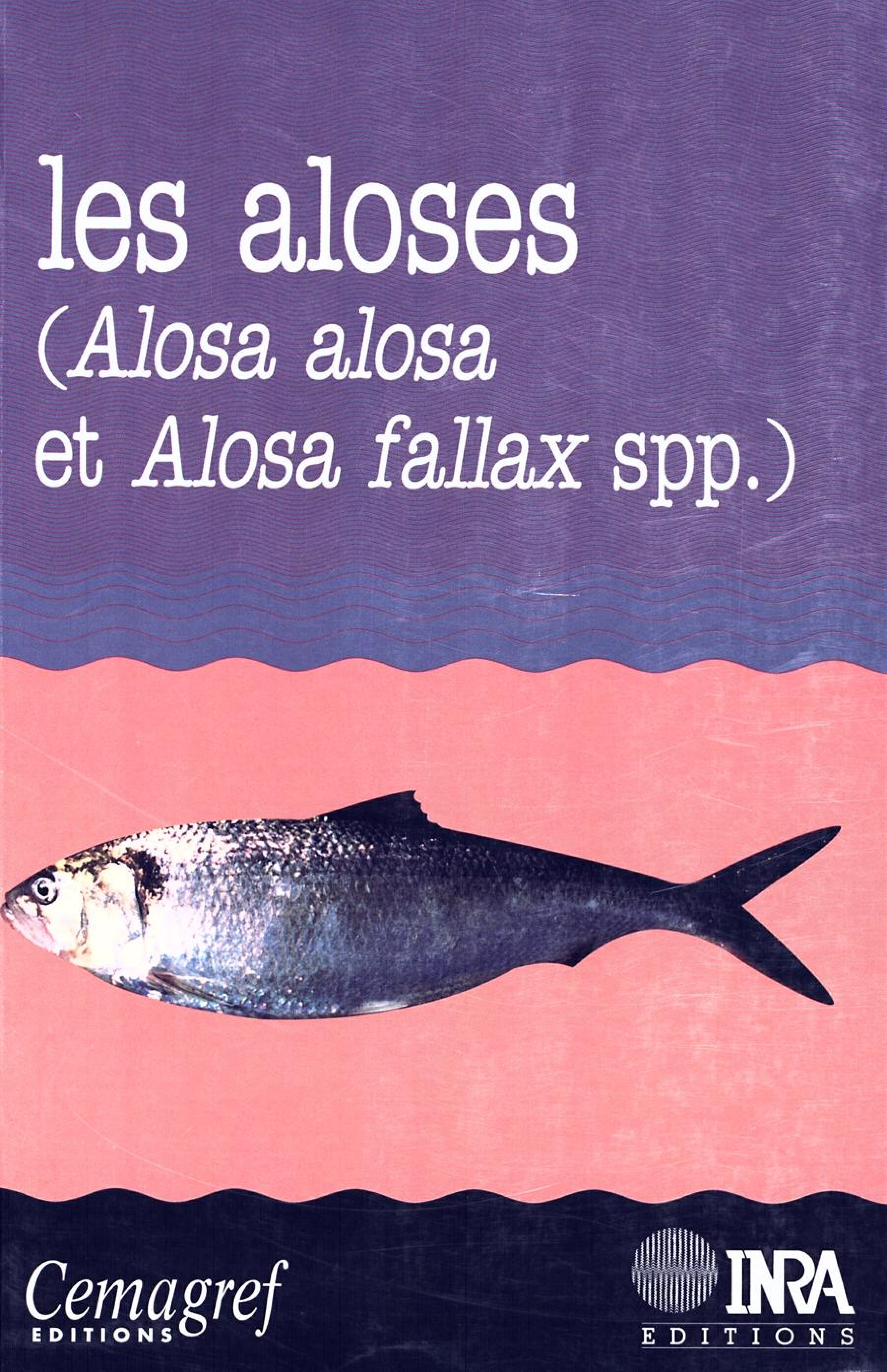 Les  aloses (Alosa alosa et Alosa fallax spp.) : 