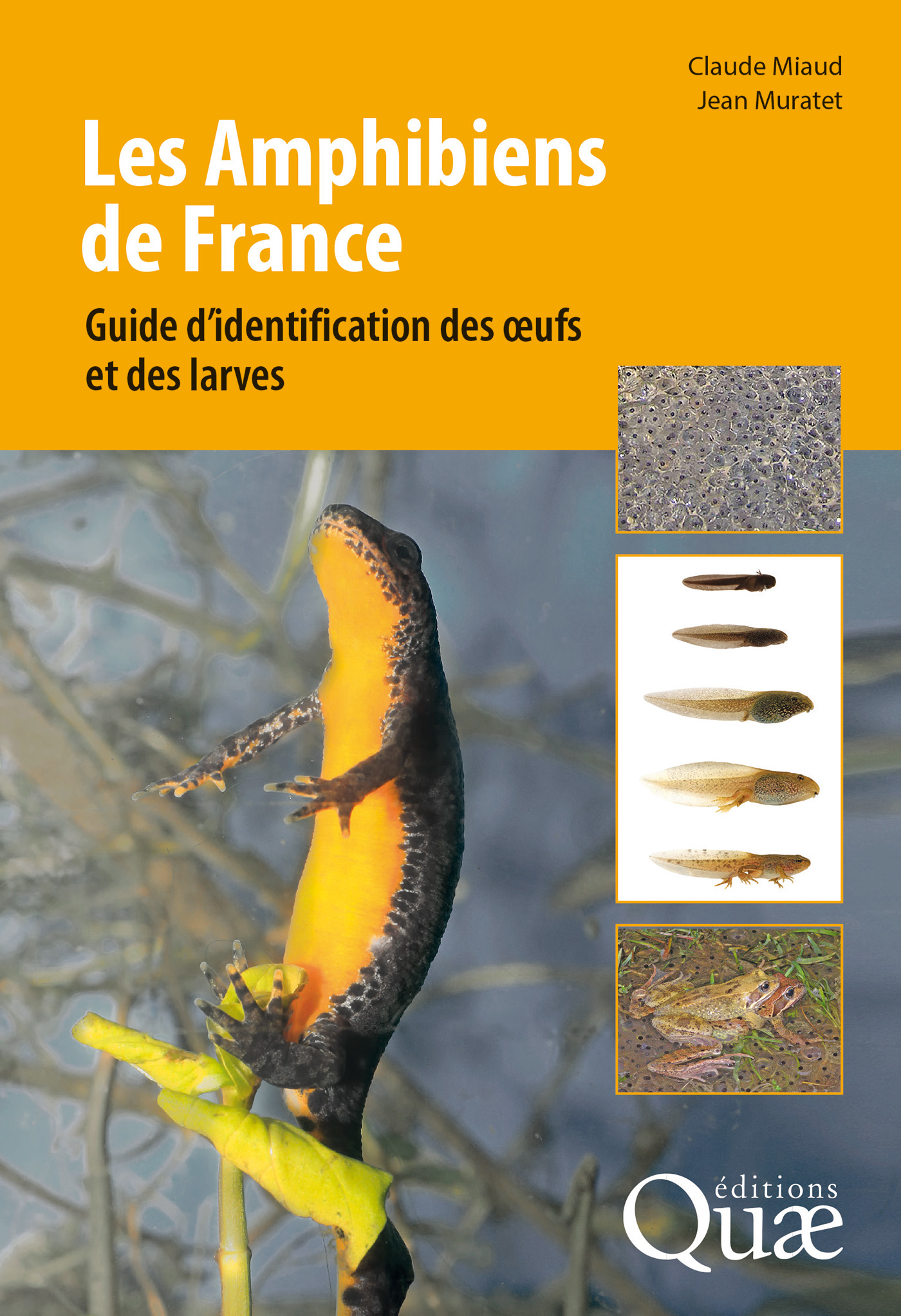 Les  Amphibiens de France : Guide d'identification des œufs et des larves