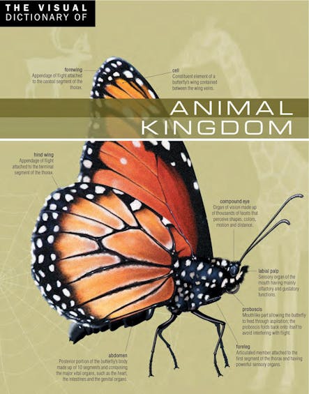 The Visual Dictionary Of Animal Kingdom : Animal Kingdom