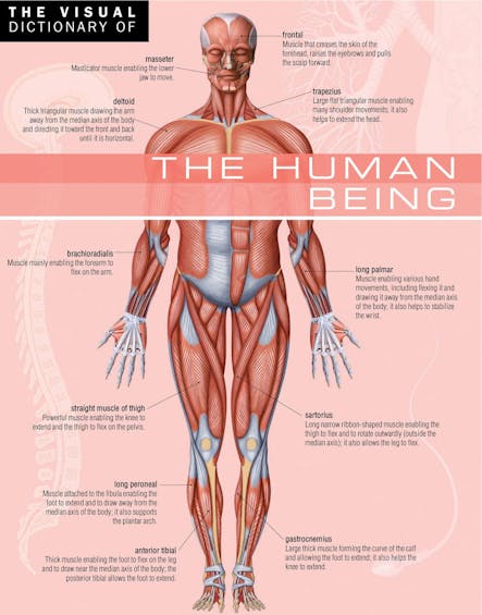 The Visual Dictionary Of The Human Being : The Human Being