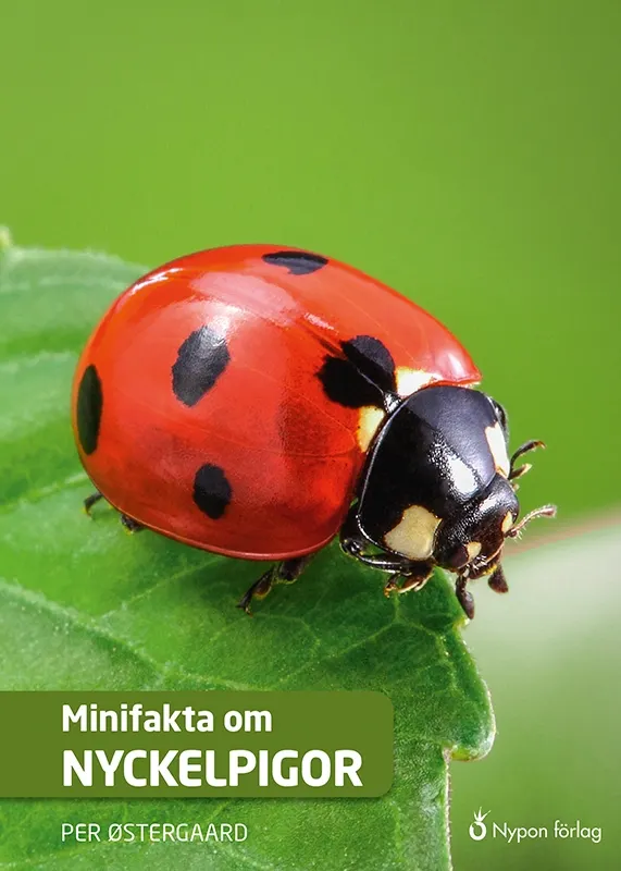 Minifakta om nyckelpigor