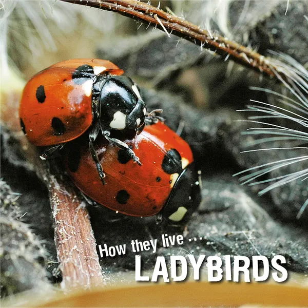How they live... Ladybirds : Learn All There Is to Know About These Animals!