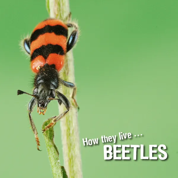 How they live... Beetles : Learn All There Is to Know About These Animals!
