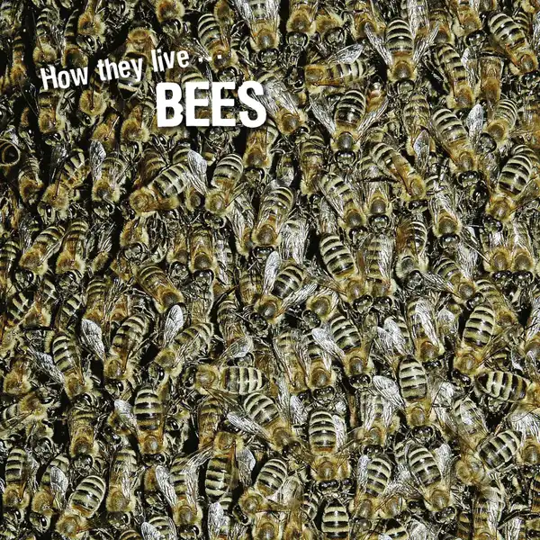 How they live... Bees : Learn All There Is to Know About These Animals!